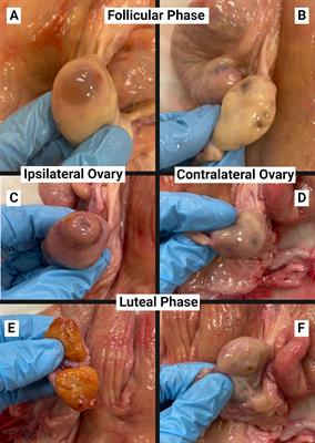 Endometrial gene expression in response to lipopolysaccharide between estrous cycle phases and uterine horns in cattle